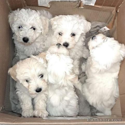 Magnifique bichon maltais en adoption 