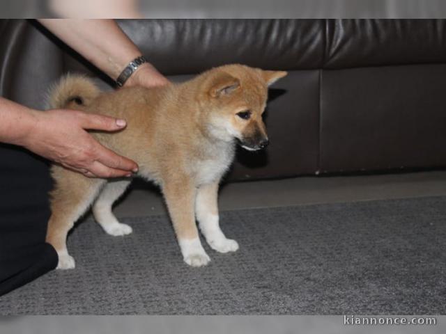 chiot Akita disponible de suite