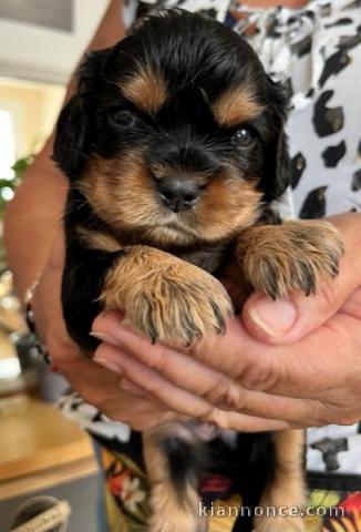 Chiots Cavalier King Charle immédiatement disponibles  