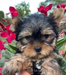 à donner Magnifiques Chiot yorkshire terrier