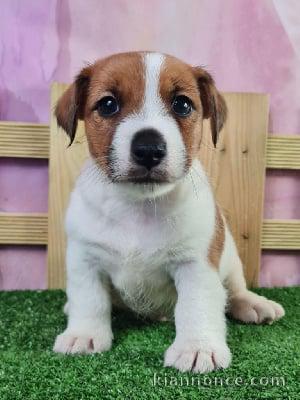 Adorable chiots Jack Russell disponible