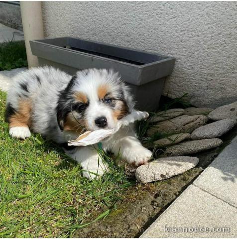 Magnifique berger australien à adopter