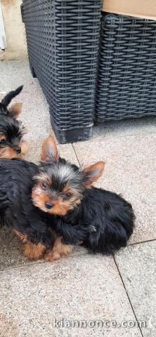 Chiots Yorkshire terrier lof