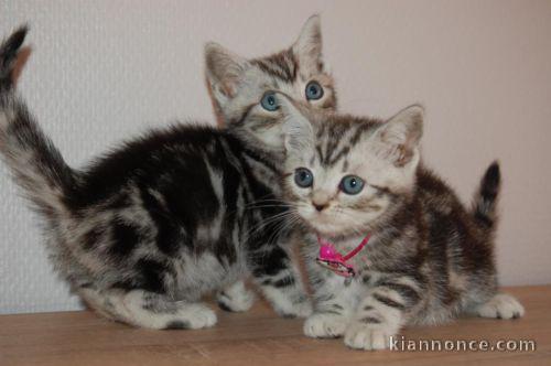 chatons british shorthair contre bon soin