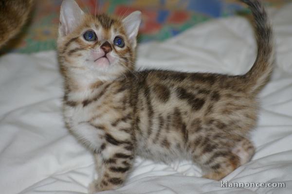  2 magnifiques chatons bengal