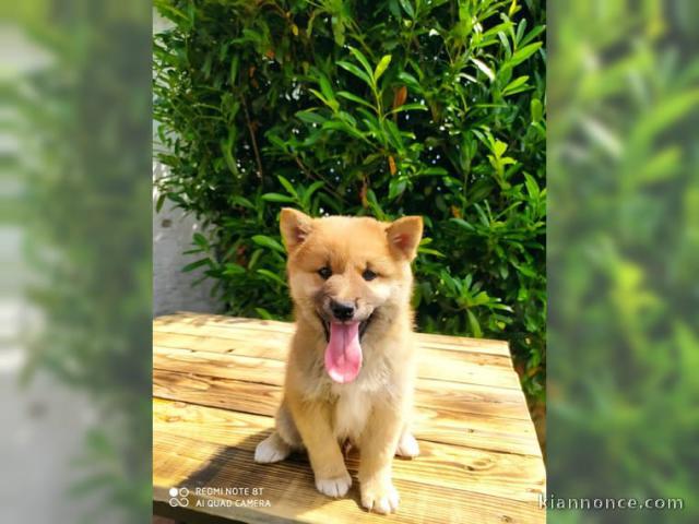 chiot Akita disponible de suite