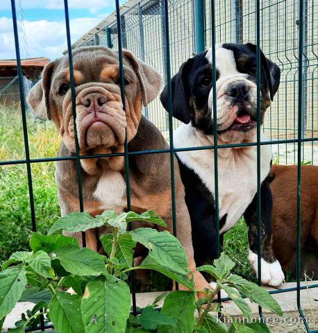 Bouledogue exotique chiots