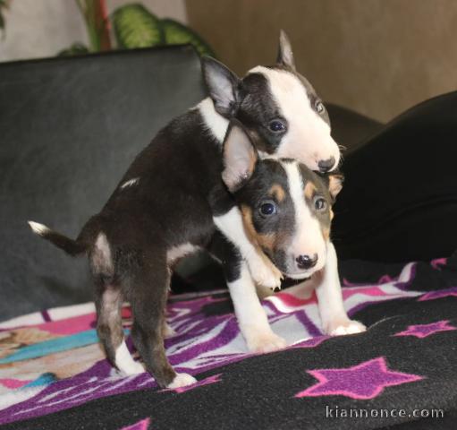 Mini Bull Terrier chiots