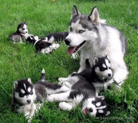 Magnifiques chiots husky sibérien disponible de suite