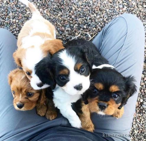 Chiots Cavalier King Charles Spaniel