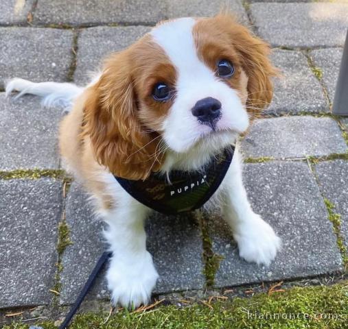 Chiots Cavalier King Charles Spaniel