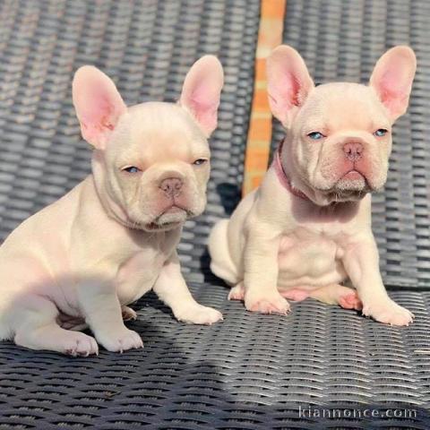 Chiots bouledogue français