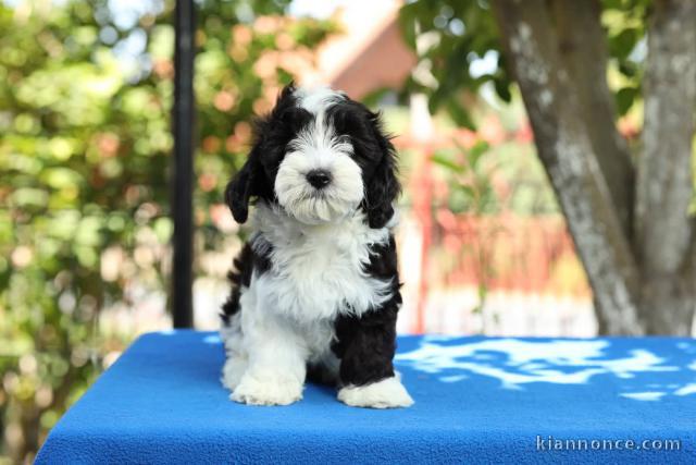 Bichon Bichon Havanais chiots