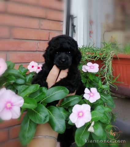 Caniche Toy chiots à vendre