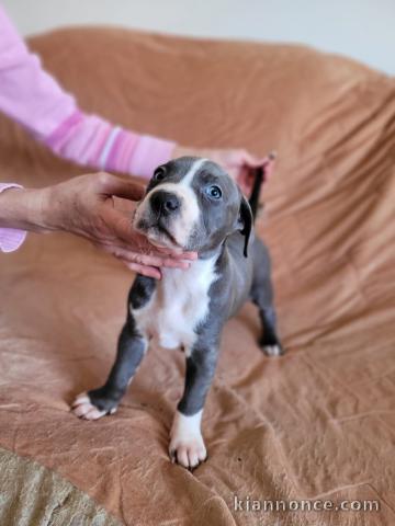 Pit Bull Terrier Américain chiots