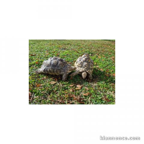 Tortue léopard " Stigmochelys pardalis babcocki ", couple adulte