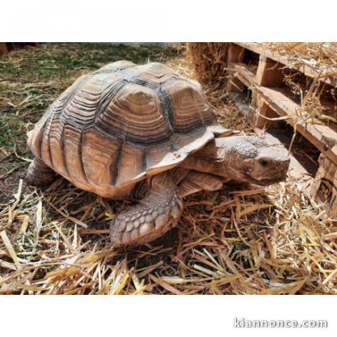 Tortue Sillonnée "Sulcata"