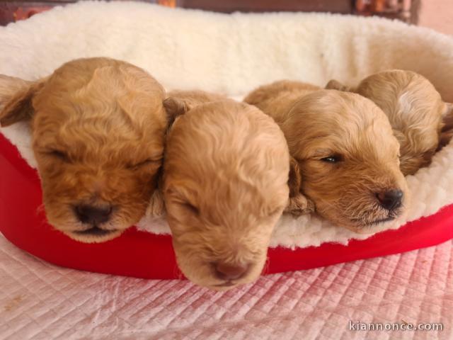 Caniche chiots à vendre