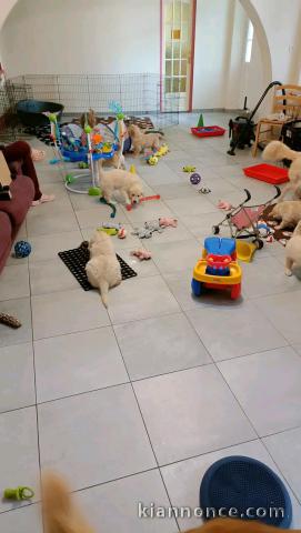 Adorable chiots Goldeen retriever