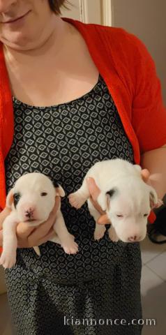 Chiots Jack Russell Terrier