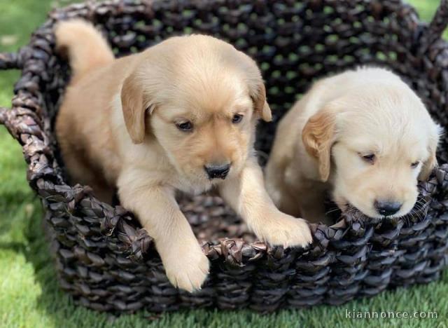 chiots golden retriever