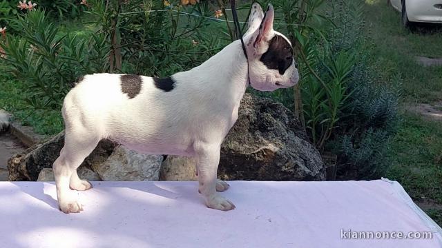 Bulldog français chiots