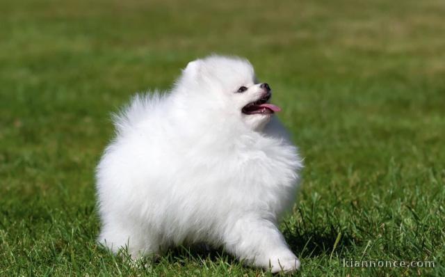 chiots spitz nain lof