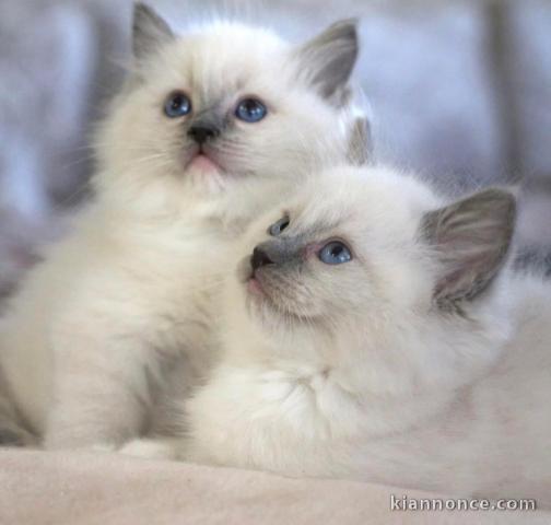 Chatons ragdoll a donner