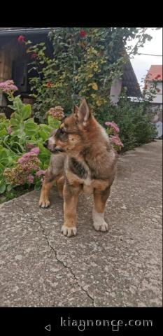 Laïka de Sibérie occidentale chiots