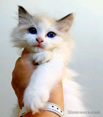 Chatons ragdoll a donner