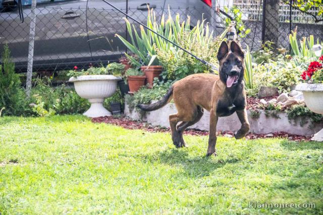 Berger Belge Malinois chiot