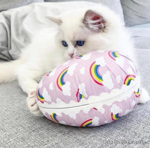 Chatons ragdoll a donner