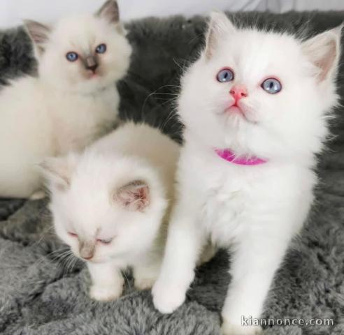 Chatons ragdoll a donner