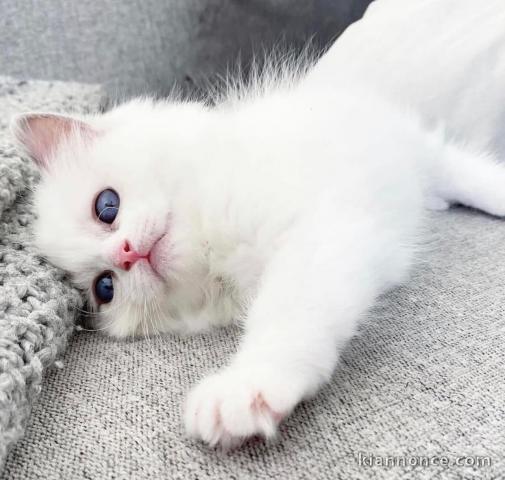 Chatons ragdoll a donner