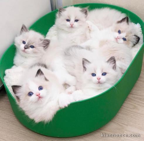 Chatons ragdoll a donner