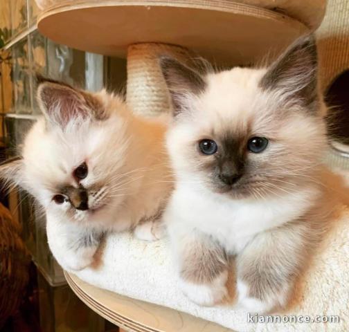 Chatons ragdoll a donner 