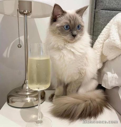 Chatons ragdoll a donner