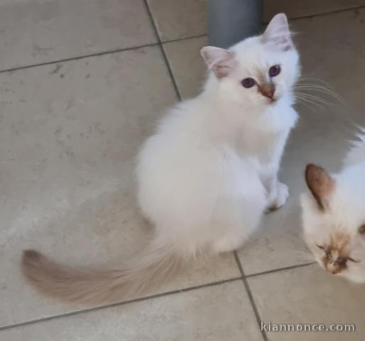 Offre 2 adorables chatons propre