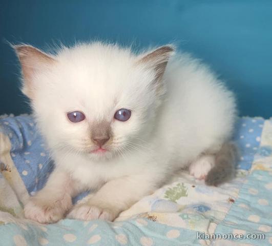 Chatons ragdoll a donner 