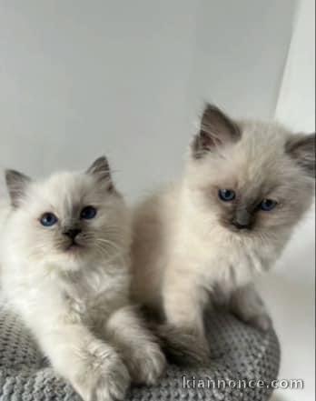 Chatons ragdoll a donner 