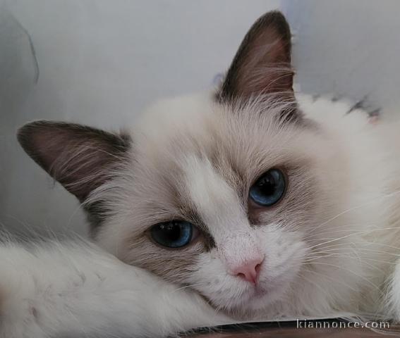 Chatons ragdoll a donner 