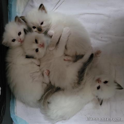 Chatons ragdoll a donner 