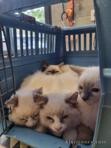 Chatons ragdoll a donner 