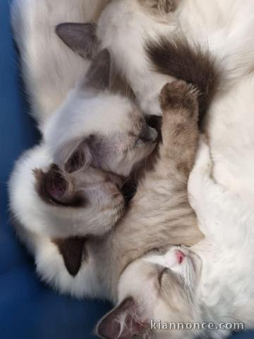 Chatons ragdoll a donner 