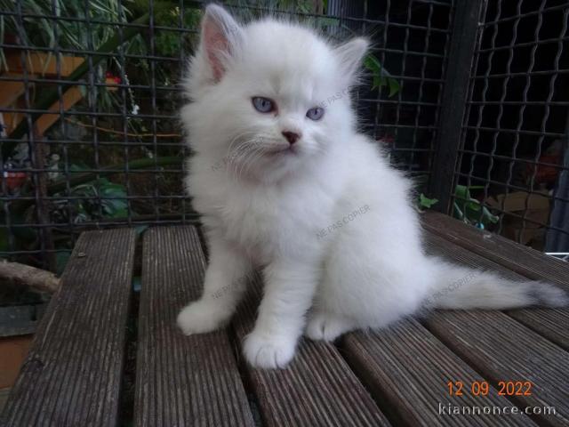 Chatons ragdoll a donner 