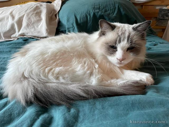 Chatons ragdoll a donner 