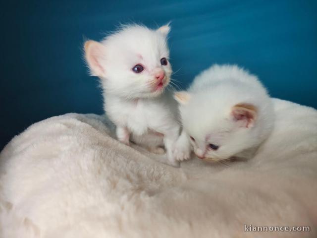 Chatons ragdoll a donner 