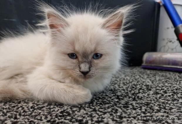 Chatons ragdoll a donner 