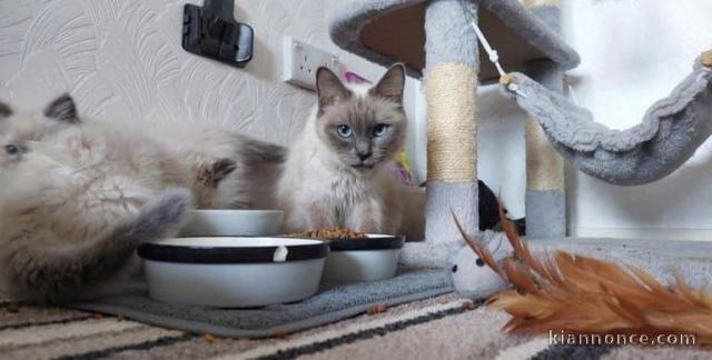 Chatons ragdoll a donner 