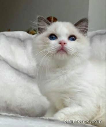 Chatons ragdoll a donner 